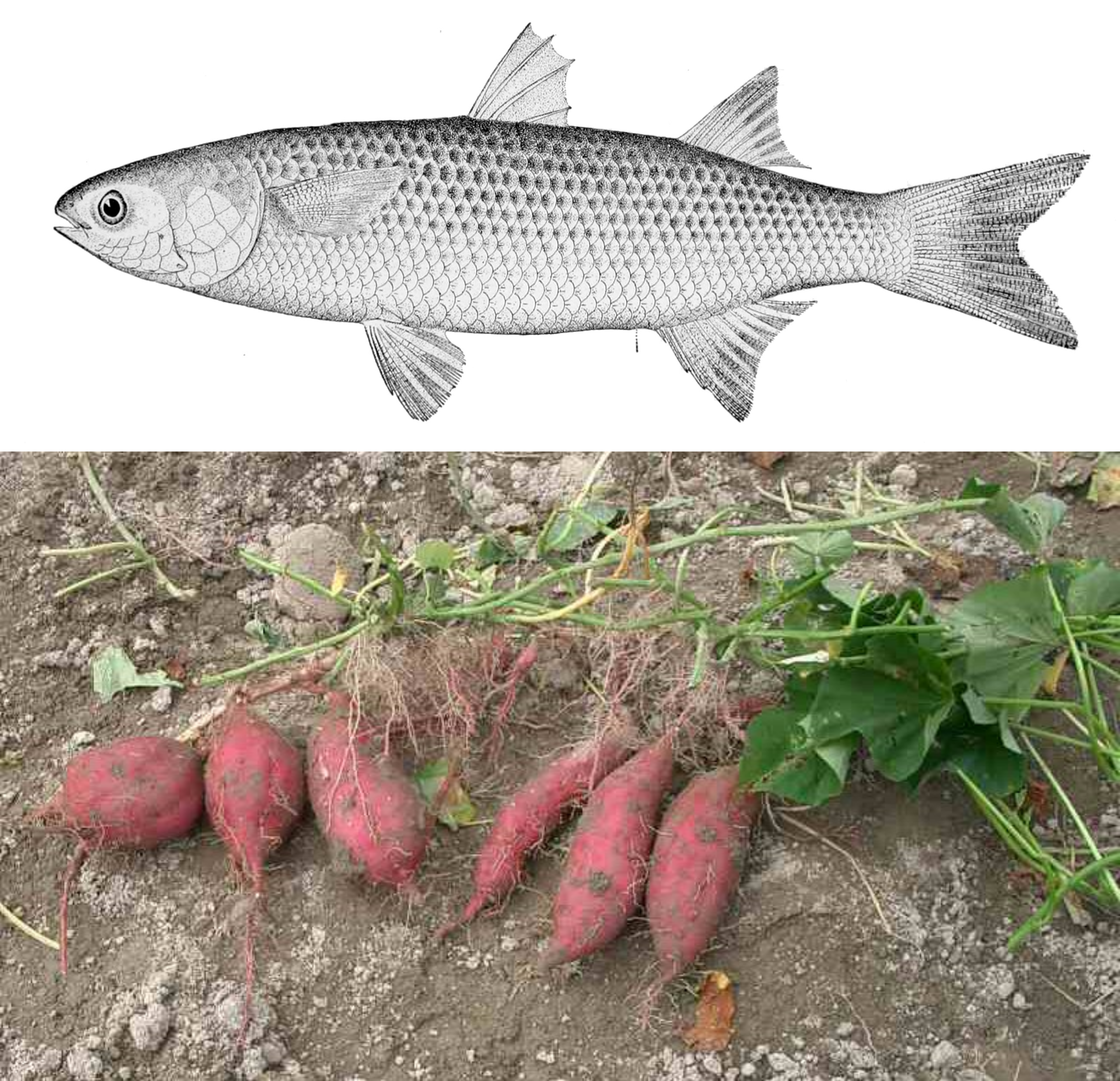 Mullet and sweet potatoes