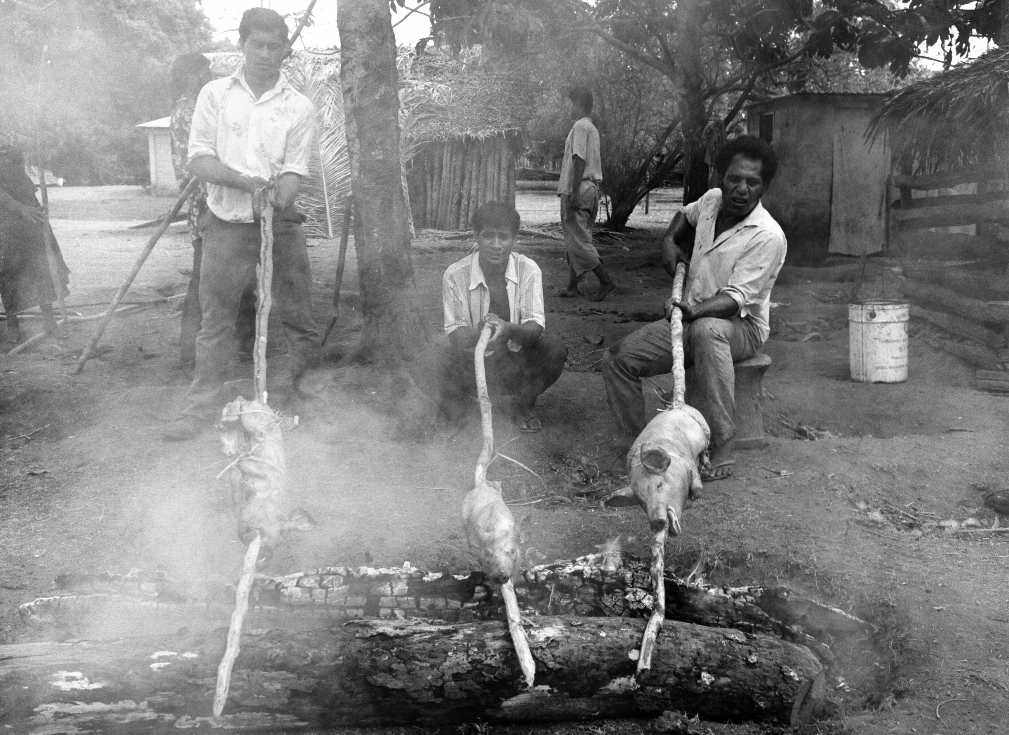 Roasting pigs on Niuatoputapu
